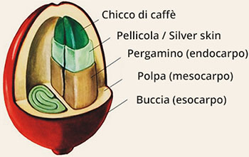 frutto, caffè, frutto del caffè, drupa, bacca