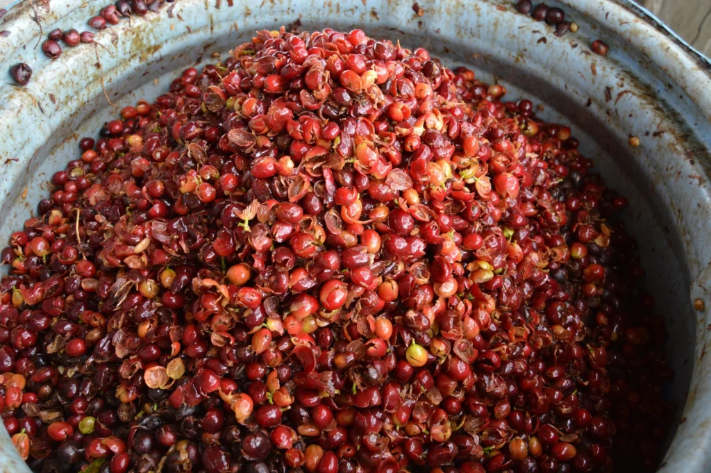 cascara, bucce del frutto del caffè